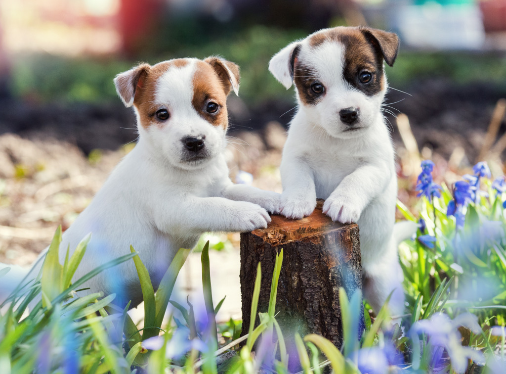 Jack Russell Terrier Puppies jigsaw puzzle in Puzzle of the Day puzzles on TheJigsawPuzzles.com