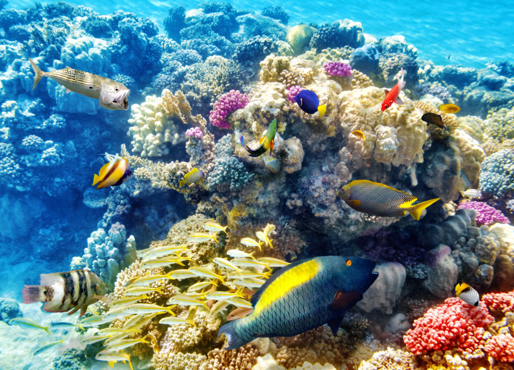 Beautiful Underwater World jigsaw puzzle in Under the Sea puzzles on TheJigsawPuzzles.com