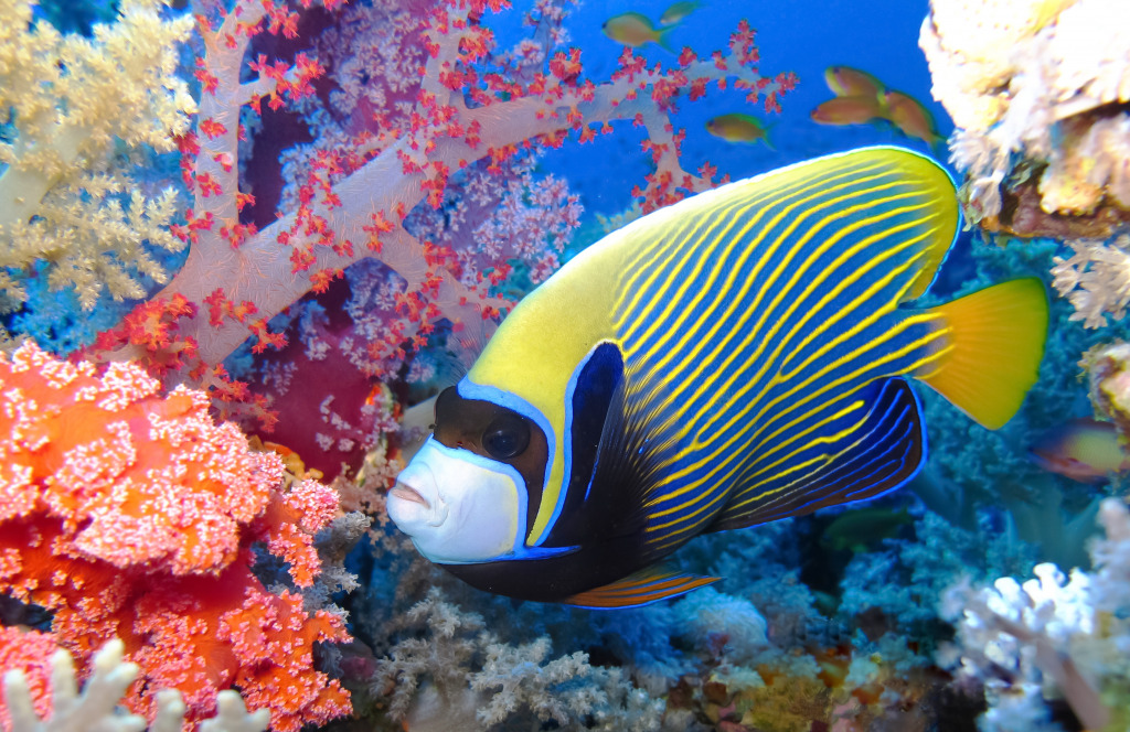 Angelfish and Corals jigsaw puzzle in Under the Sea puzzles on TheJigsawPuzzles.com