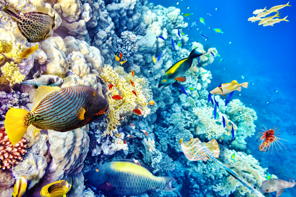 Corals and Tropical Fish jigsaw puzzle in Under the Sea puzzles on TheJigsawPuzzles.com