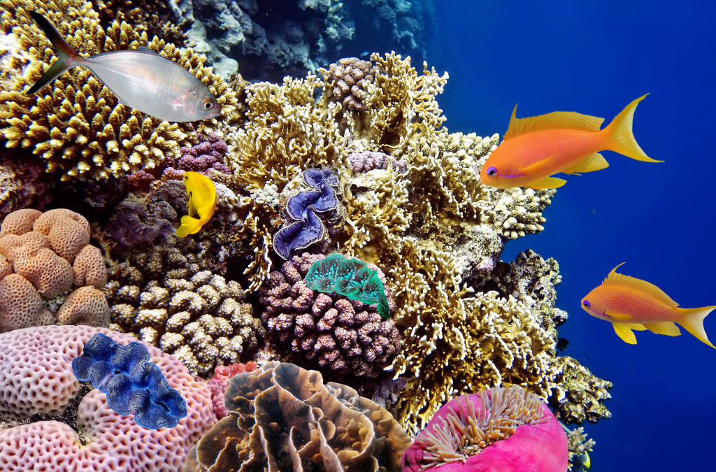 Hard Corals in the Red Sea, Egypt jigsaw puzzle in Under the Sea puzzles on TheJigsawPuzzles.com