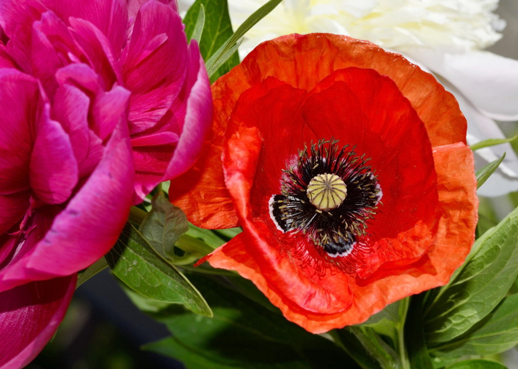 Peony and Poppy jigsaw puzzle in Macro puzzles on TheJigsawPuzzles.com