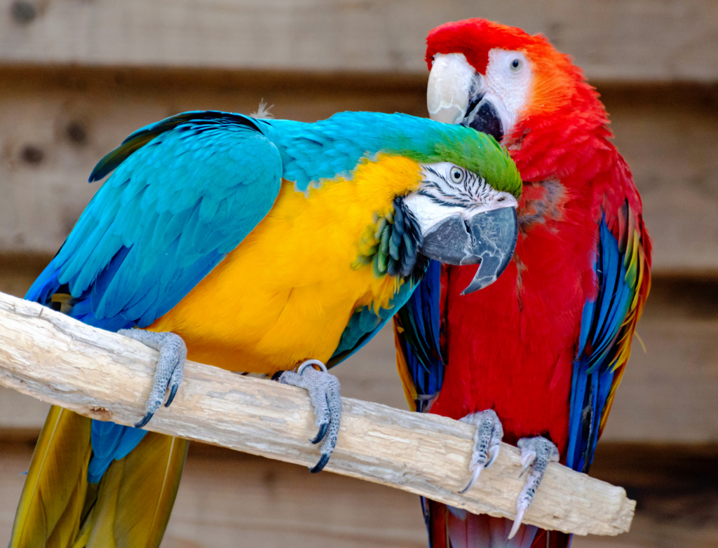 Scarlet and Blue-and-Yellow Macaws jigsaw puzzle in Puzzle of the Day puzzles on TheJigsawPuzzles.com