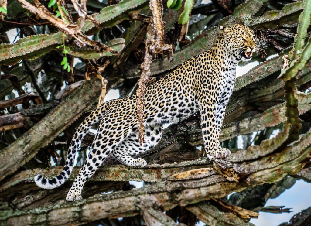 Leopard on the Tree jigsaw puzzle in Animals puzzles on TheJigsawPuzzles.com