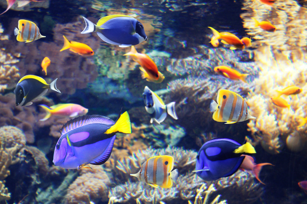 Blue Tang jigsaw puzzle in Under the Sea puzzles on TheJigsawPuzzles.com