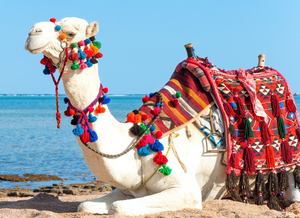 Camel Resting on the Egyptian Beach jigsaw puzzle in Animals puzzles on TheJigsawPuzzles.com