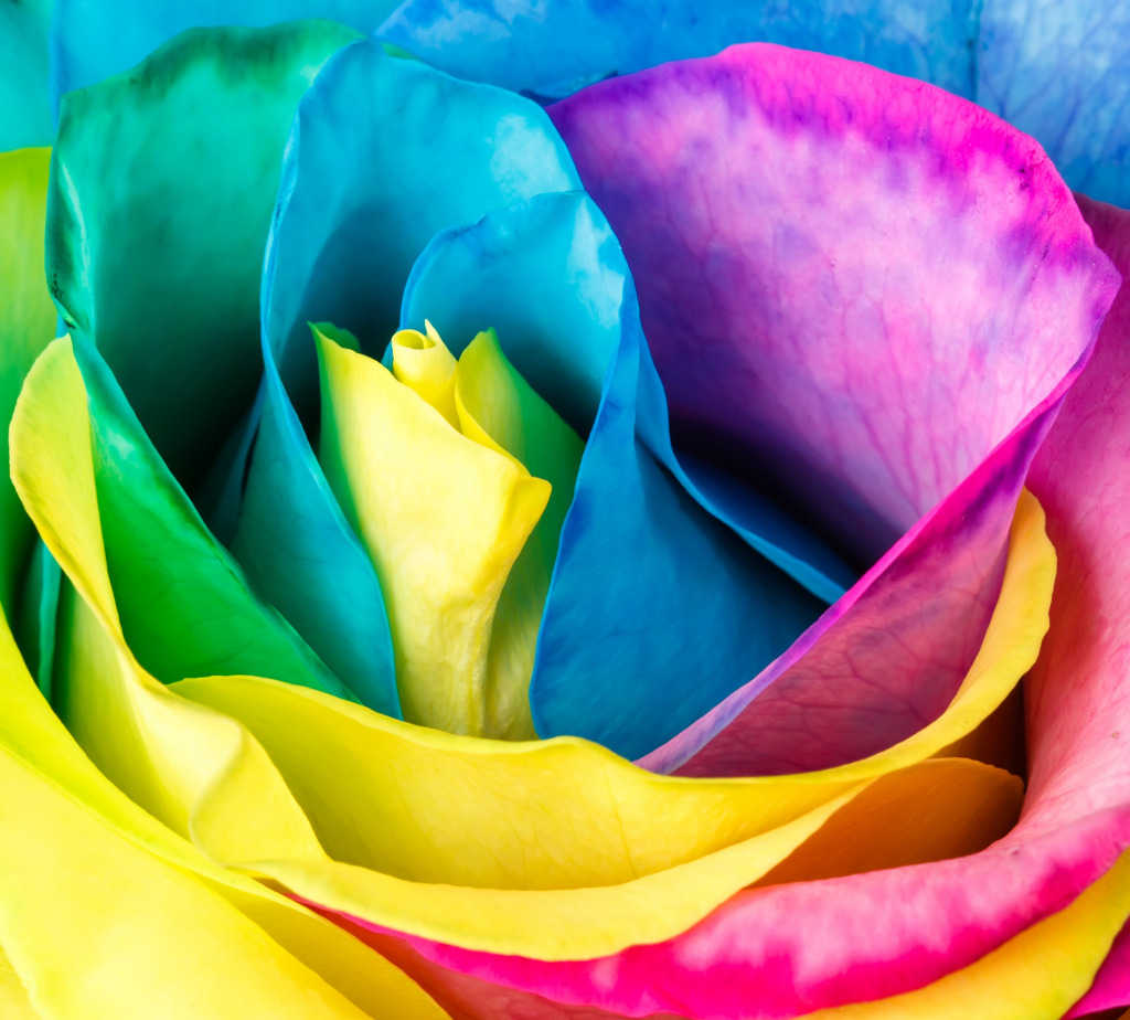 Rainbow Rose jigsaw puzzle in Puzzle of the Day puzzles on TheJigsawPuzzles.com