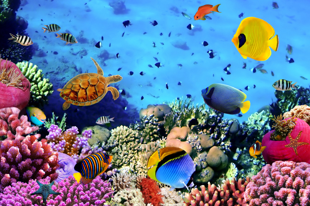Coral Colony, Red Sea, Egypt jigsaw puzzle in Under the Sea puzzles on TheJigsawPuzzles.com