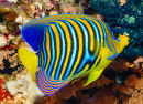 Royal Angelfish, Red Sea