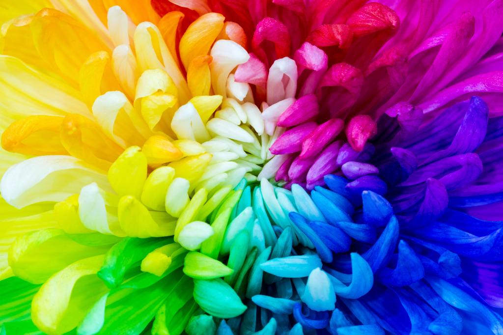 Rainbow Chrysanthemum Flower jigsaw puzzle in Macro puzzles on TheJigsawPuzzles.com