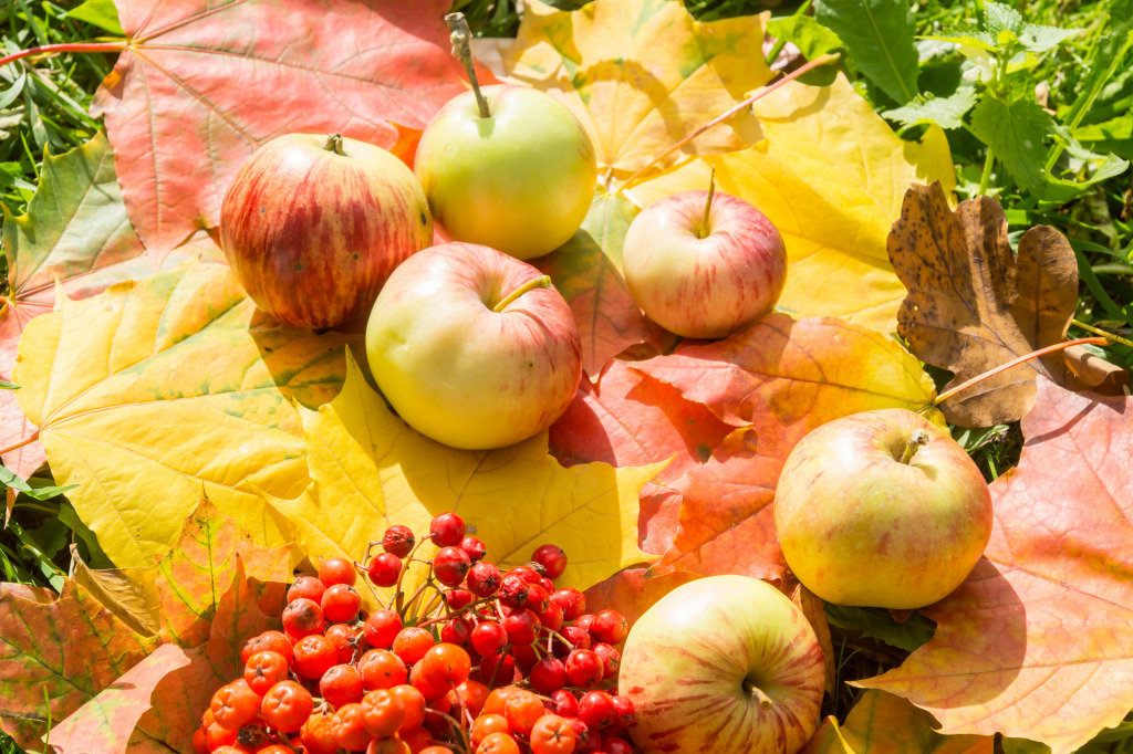 Ripe Apples and Berries jigsaw puzzle in Macro puzzles on TheJigsawPuzzles.com