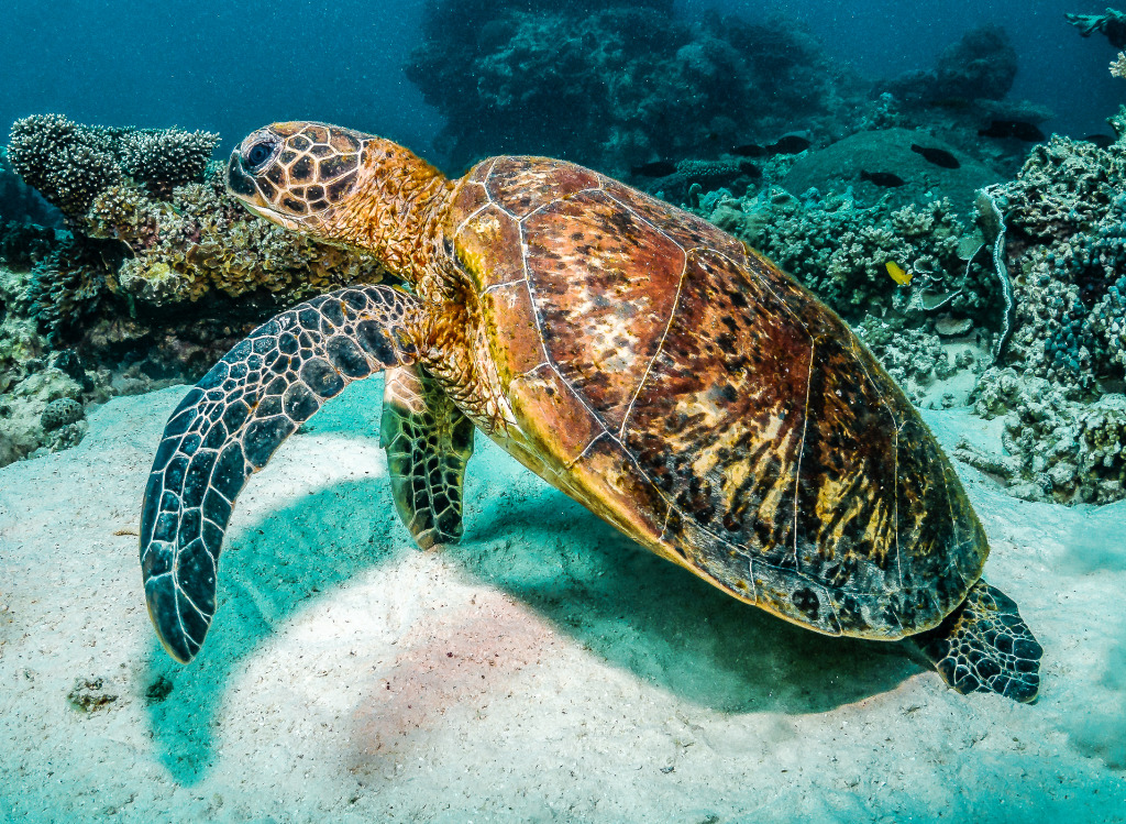 Green Sea Turtle jigsaw puzzle in Under the Sea puzzles on TheJigsawPuzzles.com