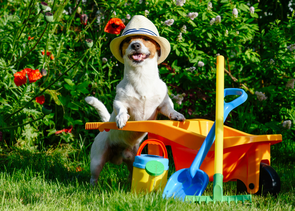 Jack Russell Terrier in the Garden jigsaw puzzle in Animals puzzles on TheJigsawPuzzles.com