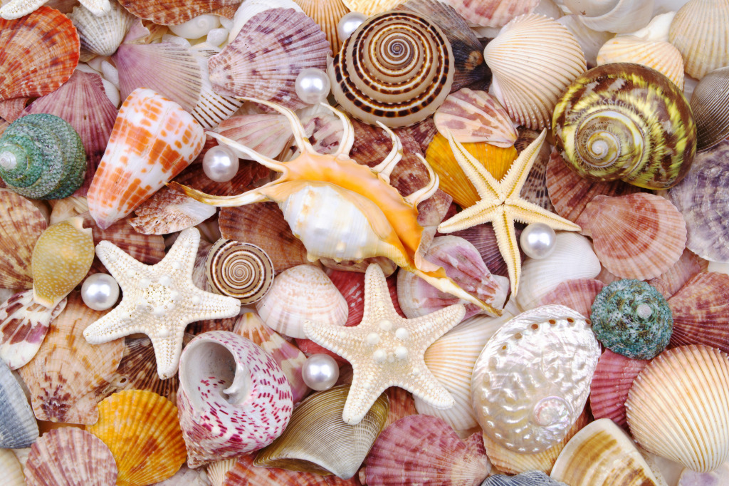 Seashells and Starfish jigsaw puzzle in Puzzle of the Day puzzles on TheJigsawPuzzles.com