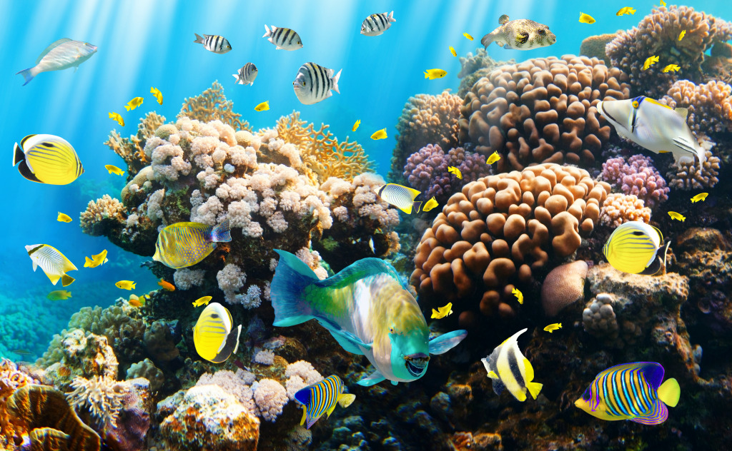 Tropical Fish on a Coral Reef jigsaw puzzle in Under the Sea puzzles on TheJigsawPuzzles.com