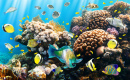 Tropical Fish on a Coral Reef