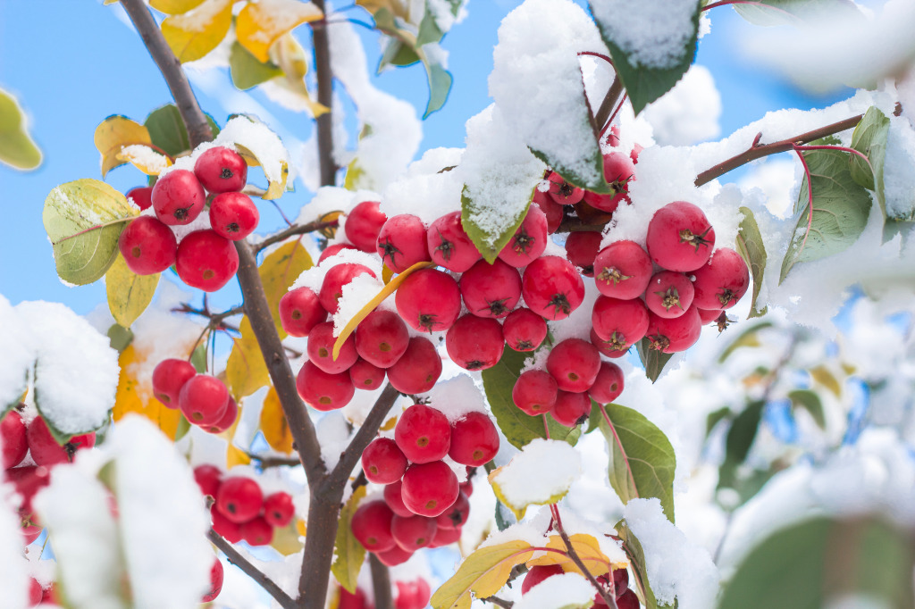 The First Snow jigsaw puzzle in Fruits & Veggies puzzles on TheJigsawPuzzles.com