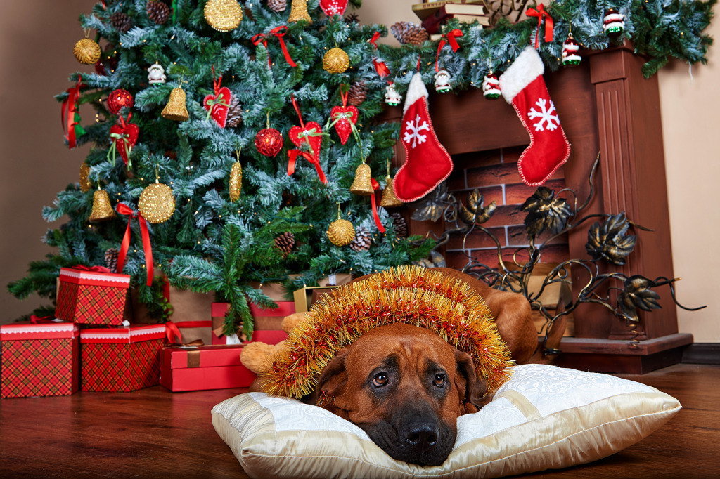 A Dog under the Christmas Tree jigsaw puzzle in Christmas & New Year puzzles on TheJigsawPuzzles.com