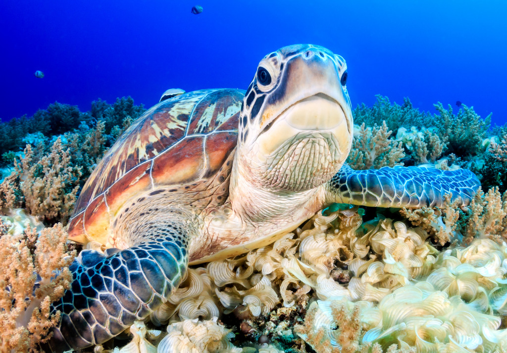 Green Turtle on the Sea Bed jigsaw puzzle in Under the Sea puzzles on TheJigsawPuzzles.com