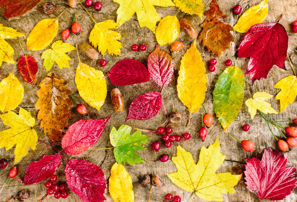 Autumn Leaves jigsaw puzzle in Macro puzzles on TheJigsawPuzzles.com