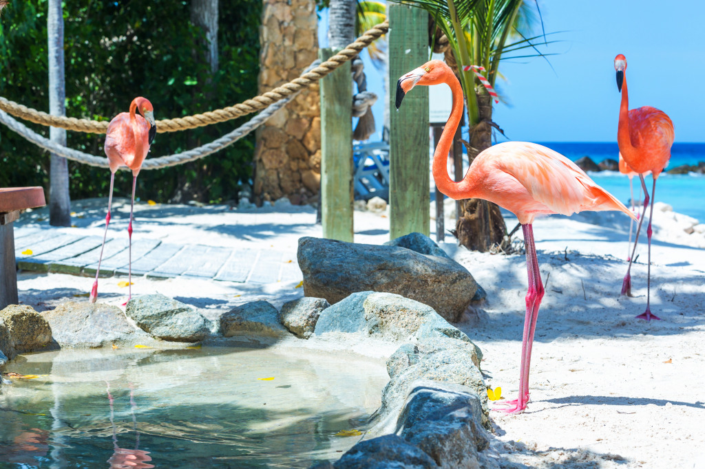 Flamingos on the Beach, Aruba jigsaw puzzle in Animals puzzles on TheJigsawPuzzles.com