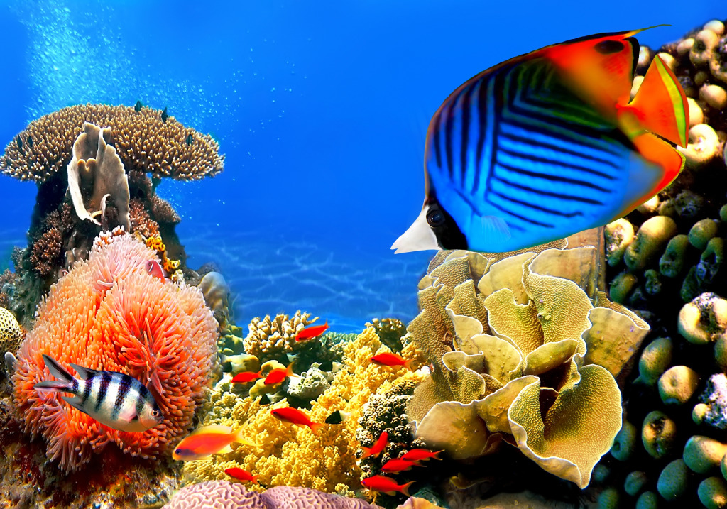 Coral Colony jigsaw puzzle in Under the Sea puzzles on TheJigsawPuzzles.com