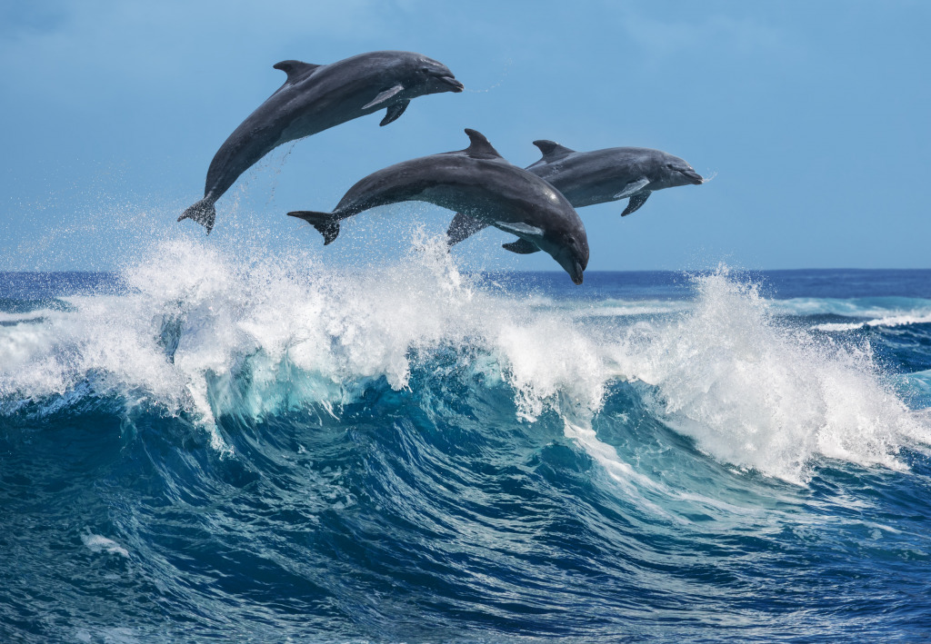 Dolphins Jumping over Breaking Waves, Hawaii jigsaw puzzle in Animals puzzles on TheJigsawPuzzles.com