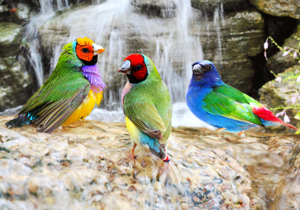 Gouldian Finch birds Taking a Bath jigsaw puzzle in Animals puzzles on TheJigsawPuzzles.com