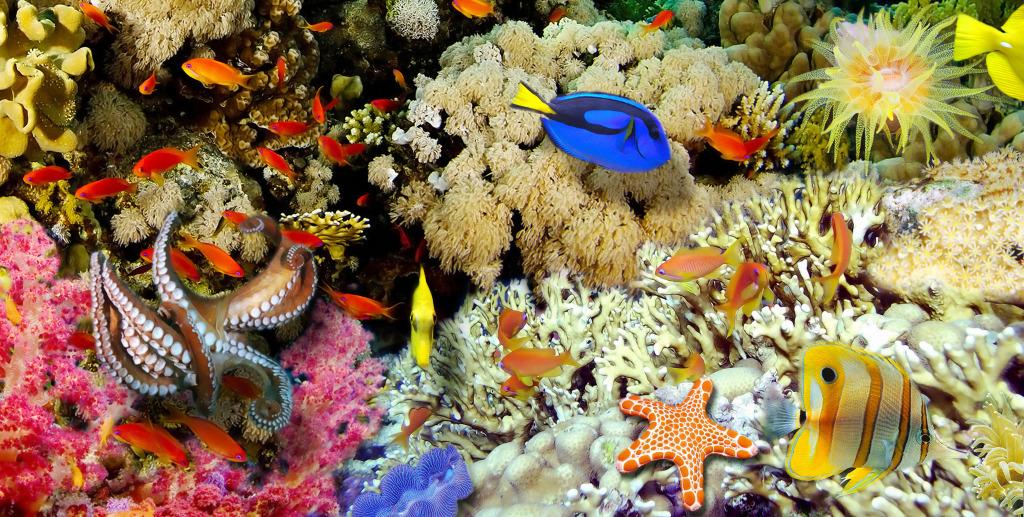 Underwater Panorama jigsaw puzzle in Under the Sea puzzles on TheJigsawPuzzles.com