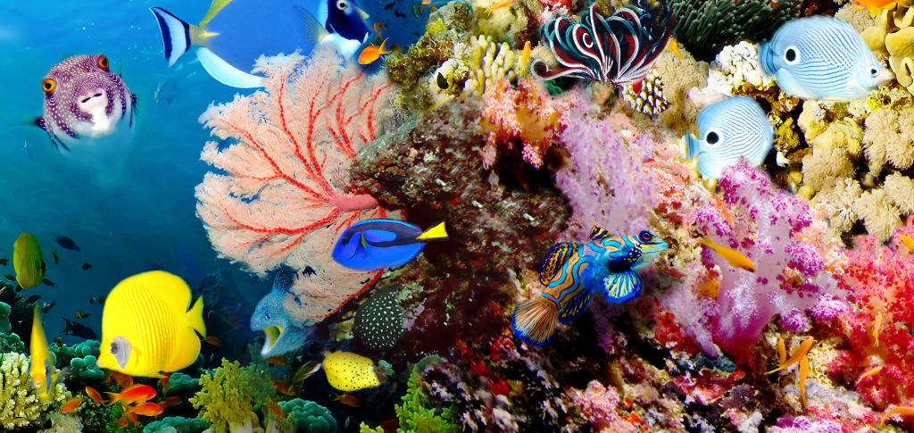 Coral Reef jigsaw puzzle in Under the Sea puzzles on TheJigsawPuzzles.com