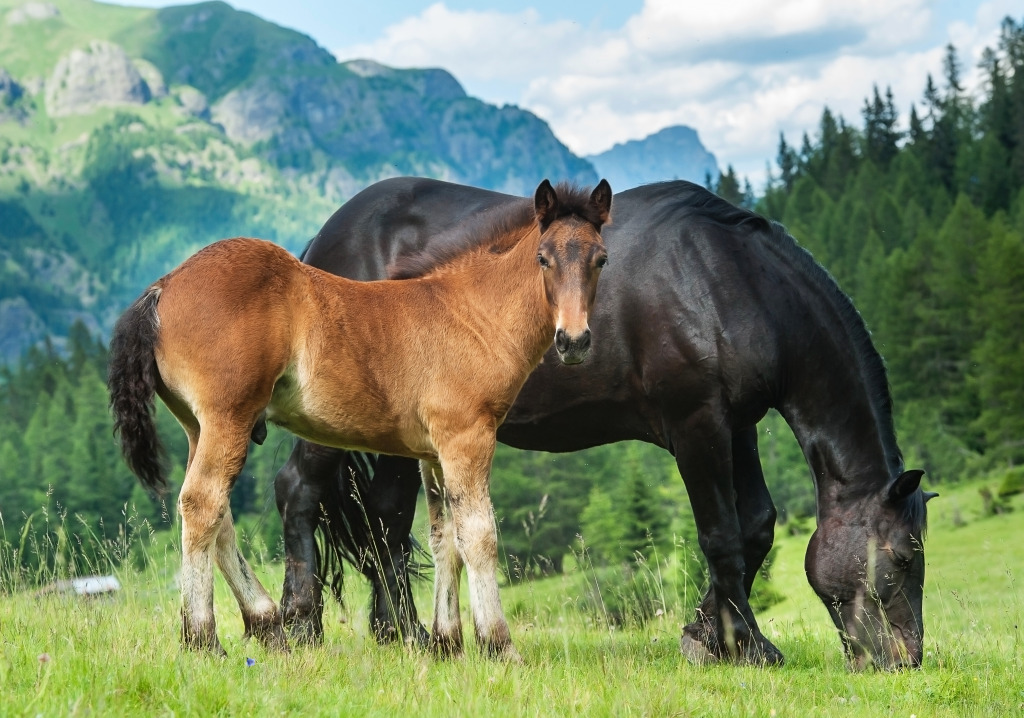 Foal with a Mare on a Summer Pasture jigsaw puzzle in Animals puzzles on TheJigsawPuzzles.com