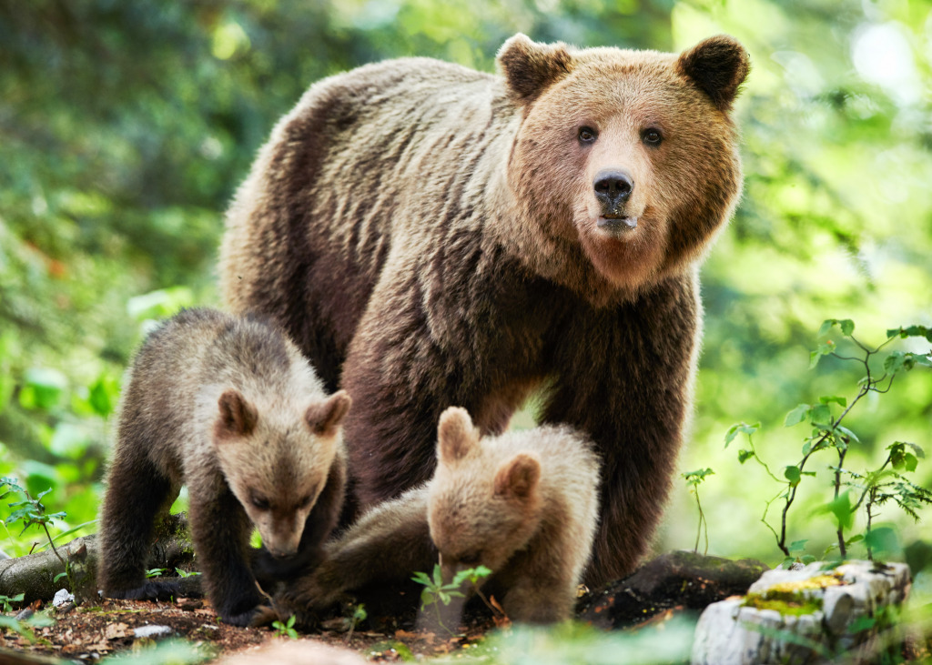 Wild Brown Bear jigsaw puzzle in Animals puzzles on TheJigsawPuzzles.com