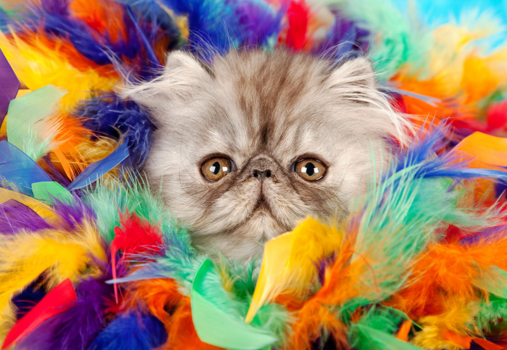 Persian Kitten Hiding in a Feather Boa jigsaw puzzle in Puzzle of the Day puzzles on TheJigsawPuzzles.com