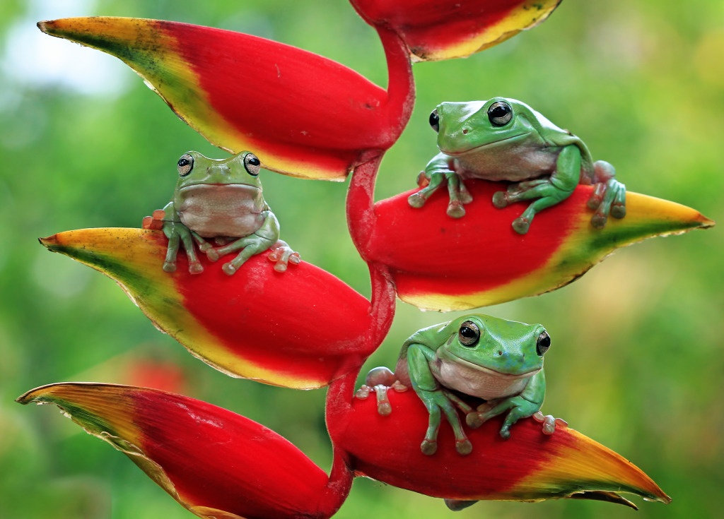 Australian White Tree Frogs jigsaw puzzle in Animals puzzles on TheJigsawPuzzles.com