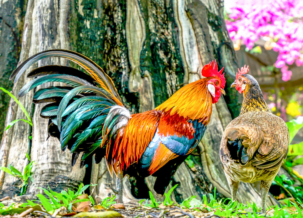 Rooster and Hen jigsaw puzzle in Puzzle of the Day puzzles on TheJigsawPuzzles.com