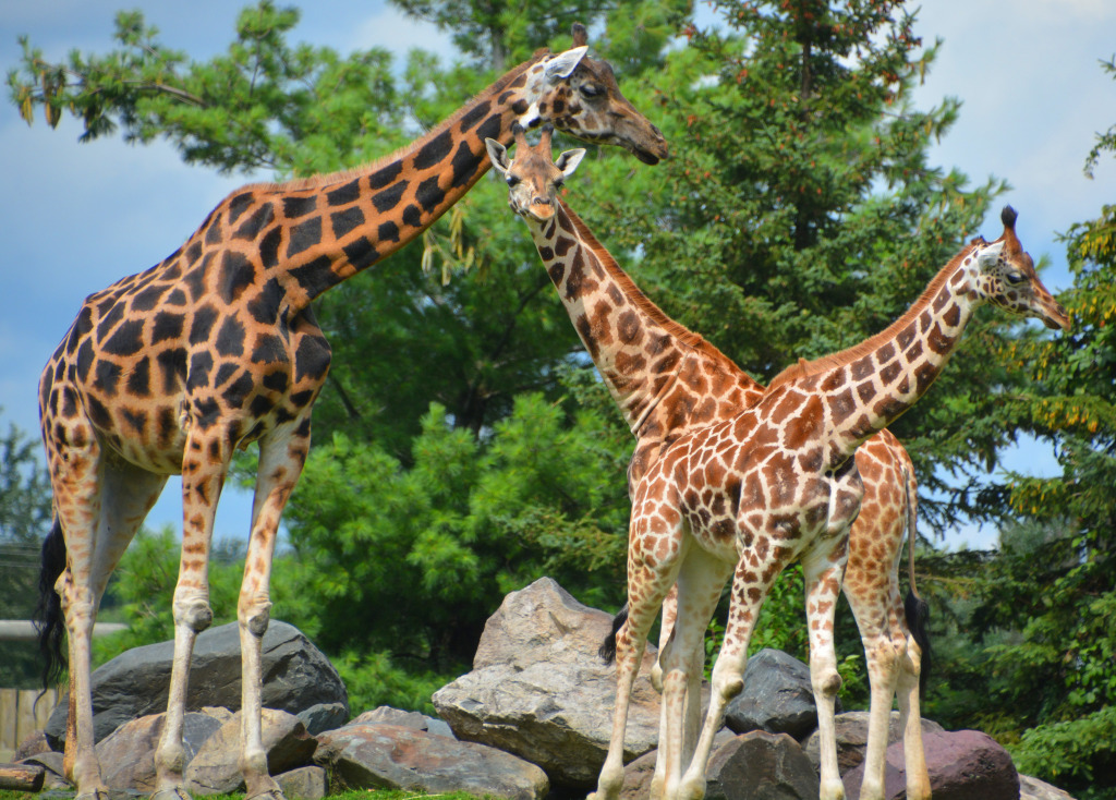 Giraffe Family jigsaw puzzle in Animals puzzles on TheJigsawPuzzles.com