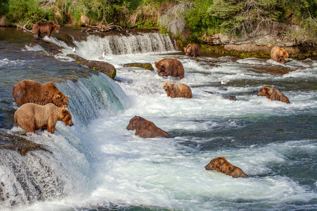 Grizzly Bears Fishing for Salmon at Brooks Falls jigsaw puzzle in Waterfalls puzzles on TheJigsawPuzzles.com