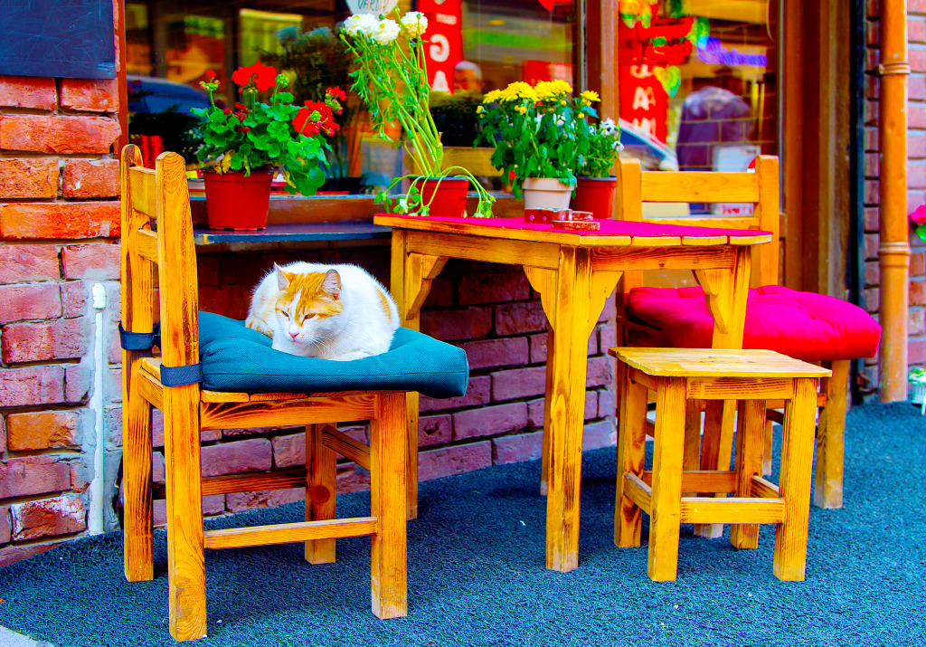 Cat on a Street Terrace, Istanbul, Turkey jigsaw puzzle in Animals puzzles on TheJigsawPuzzles.com