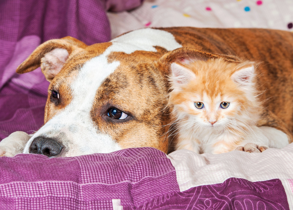 Little Kitten with American Staffordshire Terrier jigsaw puzzle in Puzzle of the Day puzzles on TheJigsawPuzzles.com