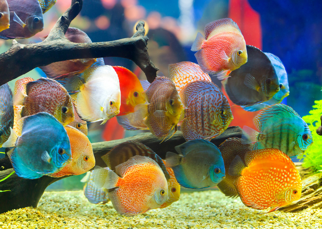 Discus Fish in the Aquarium jigsaw puzzle in Under the Sea puzzles on TheJigsawPuzzles.com