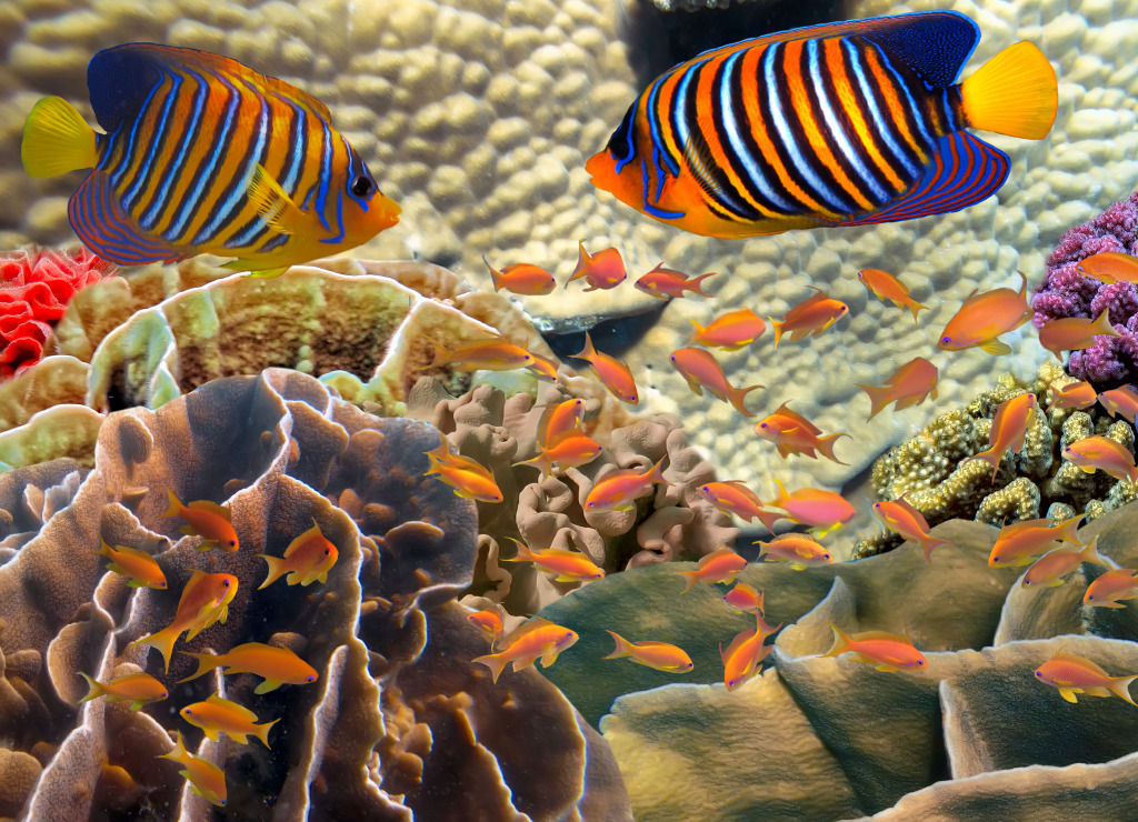 Coral Colony, Red Sea, Egypt jigsaw puzzle in Under the Sea puzzles on TheJigsawPuzzles.com