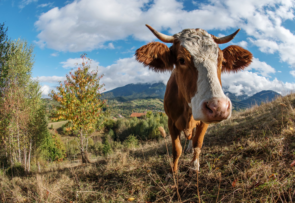 A Cow in Transylvania, Romania jigsaw puzzle in Animals puzzles on TheJigsawPuzzles.com