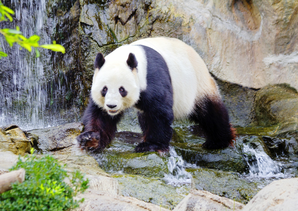 Giant Panda jigsaw puzzle in Animals puzzles on TheJigsawPuzzles.com