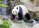 Giant Panda