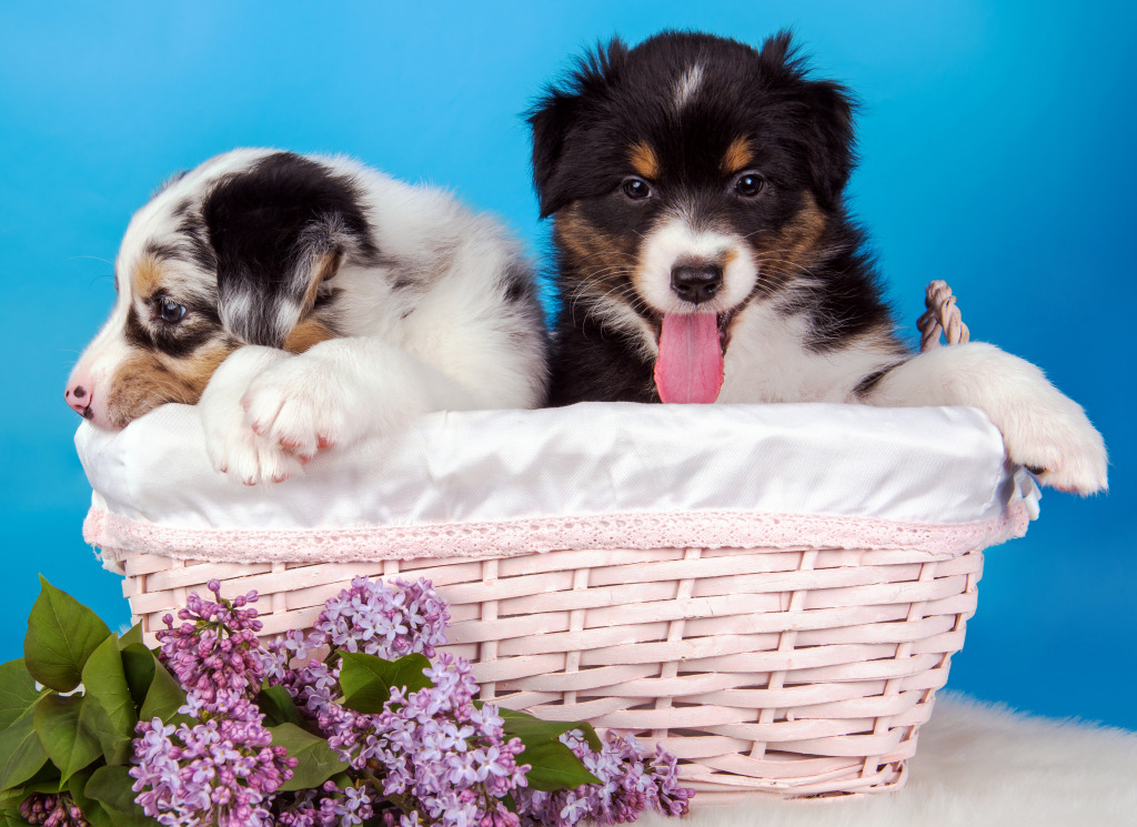 Australian Shepherd Puppies jigsaw puzzle in Puzzle of the Day puzzles on TheJigsawPuzzles.com