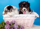 Australian Shepherd Puppies