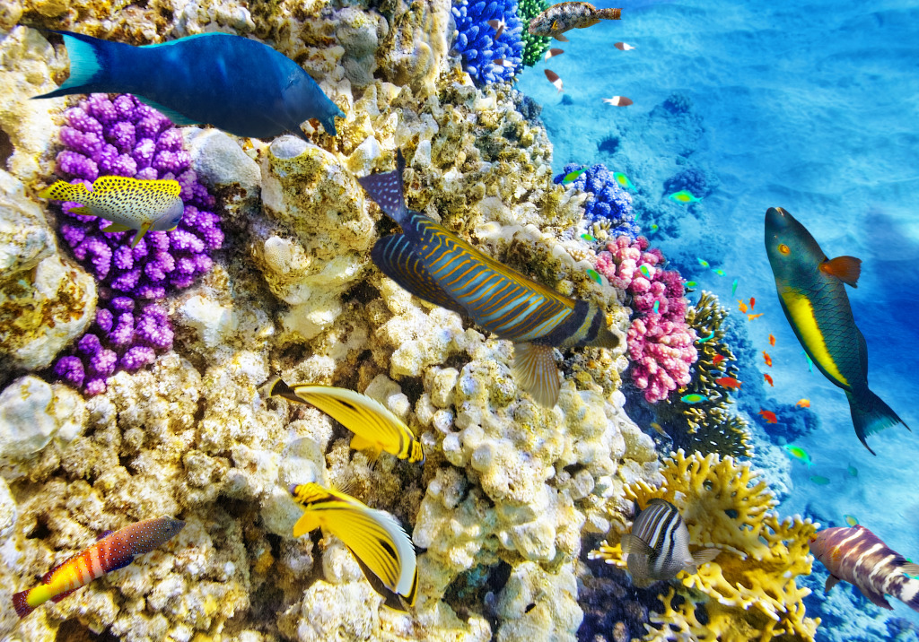 Underwater World with Corals and Tropical Fish jigsaw puzzle in Under the Sea puzzles on TheJigsawPuzzles.com