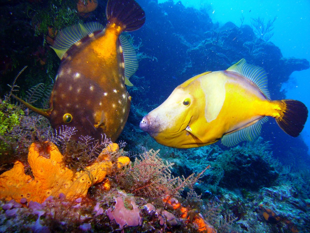 The Fish in Cozumel, Mexico jigsaw puzzle in Under the Sea puzzles on TheJigsawPuzzles.com