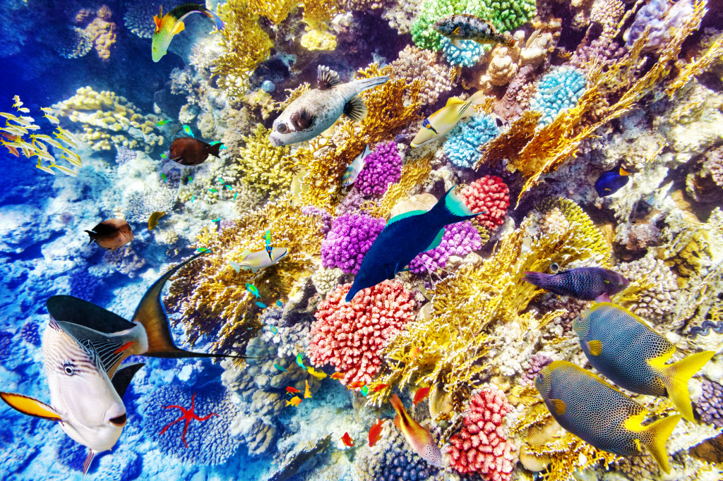 Corals and Tropical Fish jigsaw puzzle in Under the Sea puzzles on TheJigsawPuzzles.com