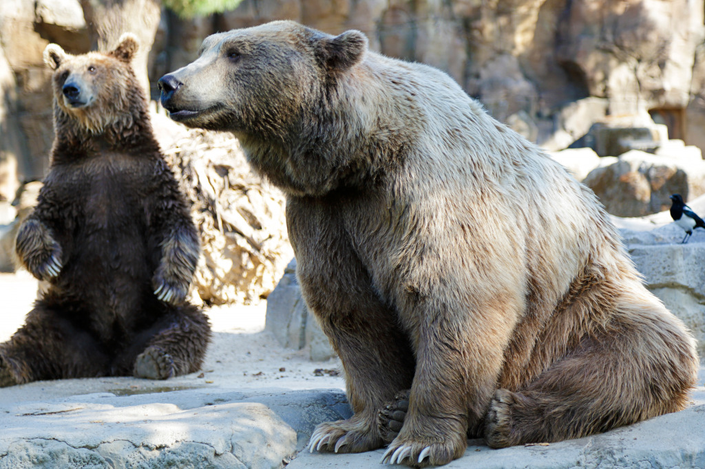 Two Brown Bears Resting jigsaw puzzle in Animals puzzles on TheJigsawPuzzles.com